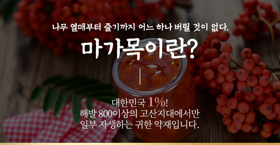 마가목이란? 대한민국 1% 해발 800m 이상 고산지대에서만 자생하는 귀한 약재