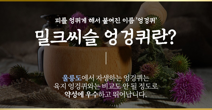 밀크씨슬 엉겅퀴란? 울릉도 자생 엉겅퀴는 약성에 우수하고 뛰어납니다